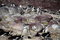 Tight living conditions for penguins because there are so many, Penguin Island, Puerto Deseado. Argentina, South America.