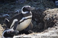Larger version of Little black baby penguins underneath the mother, Penguin Island, Puerto Deseado.