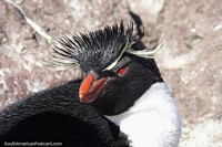 Beautiful penguin with frizzy hair and special yellow feathers, Puerto Deseado. Argentina, South America.