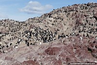 Thousands of penguins on a rocky hillside at Penguin Island, Puerto Deseado. Argentina, South America.