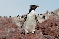 Penguin searches for his friends among thousands of others, Penguin Island, Puerto Deseado.