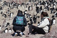 Veja de perto os pinguins em Puerto Deseado. Argentina, Amrica do Sul.