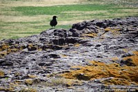 Larger version of Penguin Island has birds living and nesting around the rocks and grass, Puerto Deseado.