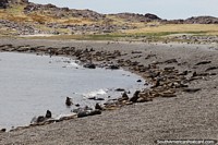 Hundreds of seals on the beach sleeping the day away, Puerto Deseado. Argentina, South America.