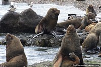 Group of large sea lions on the beach at Penguin Island, Puerto Deseado. Argentina, South America.