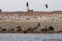 Fantastic boat excursion to Penguin Island from Puerto Deseado, view of the beach, seals and lighthouse. Argentina, South America.