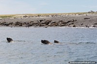 3 seals swim in front of their beach in the islands of off Puerto Deseado. Argentina, South America.