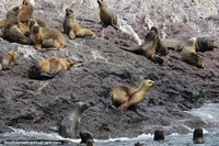 Seal Island, a breeding colony on the islands around Puerto Deseado. Argentina, South America.