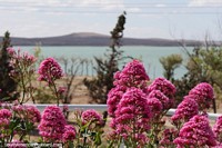 Pink flowers, green ocean and mountains, Puerto San Julian.