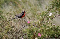 Small red and black bird on Pavon Island in Piedrabuena.