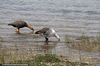 A male and female Upland Goose drink from the river in Piedrabuena.