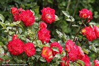 Red roses grow on Pavon Island in Piedrabuena, a nice place to explore.