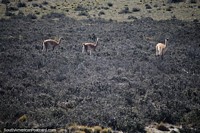 3 guanaco's living in the bleak and baron terrain between Rio Gallegos and El Calafate.