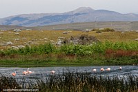 Argentina Photo - Flamingos in the waters of Nimez Lagoon and distant mountains in El Calafate.