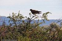 Chimango, nearly 50 species of birds live at Nimez Lagoon in El Calafate.