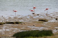 Flamingos stand in the sands on the edge of Lake Argentino in El Calafate. Argentina, South America.