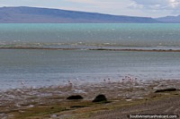 The biggest freshwater lake in Argentina - Lake Argentino in El Calafate with flamingos.