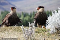 Pair of orange-beaked Carancho, black cap, red face, a bird of prey, Nimez Lagoon, El Calafate. Argentina, South America.
