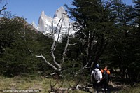 Fitz Roy peak towers over the trail of the same name in El Chalten. Argentina, South America.