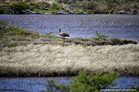 An Upland Goose of the Patagonia beside the river in El Chalten. Argentina, South America.