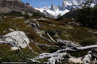 Dried wood on grassy banks, snowy wilderness above, El Chalten. Argentina, South America.