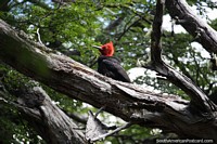 Woodpecker with a red head in the forest of Los Glaciares National Park in El Chalten.