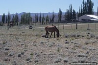 Horses on a farm in Gobernador Costa with nice open countryside.