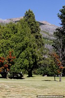 Big trees at Alerces National Park in Esquel.