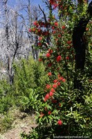 Walking trail called Cinco Saltos in the hills with red flowers, Alerces National Park, Esquel.