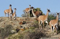 Family of guanaco in the rocky terrain of Ischigualasto.