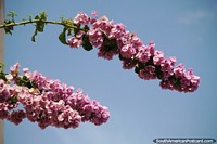 Pink flowers overhang the street in Catamarca.