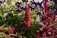 Nice flower garden with red and purple flowers in Concordia.