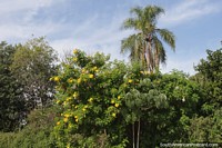 Trees, flowers and nature by the river in Esquina.