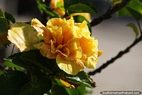 Lots of colorful flowers and nature to enjoy in Bella Vista.
