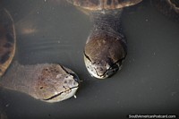 Pair of turtles in the water at Park Urbano Laguna Arguello in Resistencia. Argentina, South America.