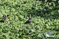 Versin ms grande de Aves en la laguna del Parque Urbano Laguna Arguello en Resistencia.