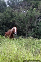 Inquisitive brown horse with 2 small birds on his back by the riverside in Villa Rio Bermejito, Chaco.