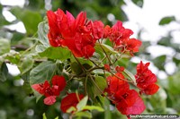 Red Bougainvillea in Villa Rio Bermejito.