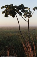 Misty field in the morning with a foreground tree at Ibera National Park.