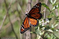 Monarch butterfly visits the Billygoat weed at Ibera National Park.