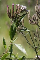 Purpletop Vervain, the grasslands of Ibera National Park.
