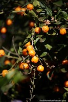 Duranta erecta, native to South and Central America, a flowering shrub in Obera.