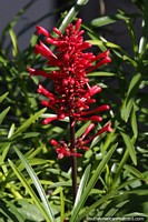 Phlogacanthus curviflorus tambm conhecida como uma planta vermelha com flores onduladas, Obera.