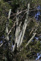 Cactos to altos quanto rvores no Parque Provincial Salto Encantado, em Aristbulo del Valle.