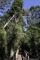 Ponte andando pela floresta, rvores altas acima no Salto Encantado em Aristobulo del Valle.