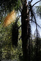 The unmistakable Queen Palm at Salto Encantado Provincial Park, Aristobulo del Valle.