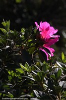 Flores cor de rosa da planta Rododendro em Aristobulo del Valle.