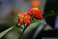 West Indian Lantana, orange and yellow variety in San Pedro, Misiones.