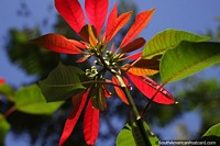 Folhas vermelhas brilhando ao sol, a bela natureza de San Pedro, Misiones.