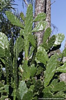 Species of cactus growing in abundance in the tropical heat of San Pedro, Misiones.